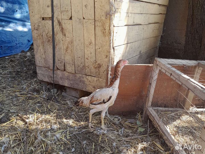 Бойцовая курица