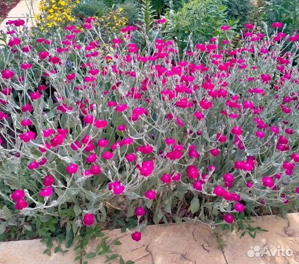 Лихнис корончатый многолетка