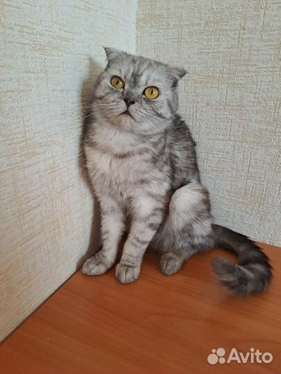 Шотландская вислоухая красавица