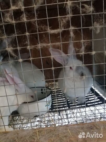 Кролики паннон на племя