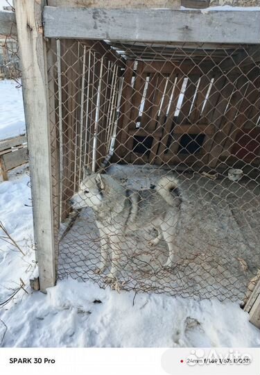 Западно сибирская лайка