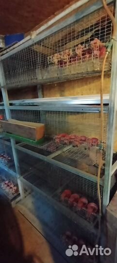 Клетки для перепелов бу