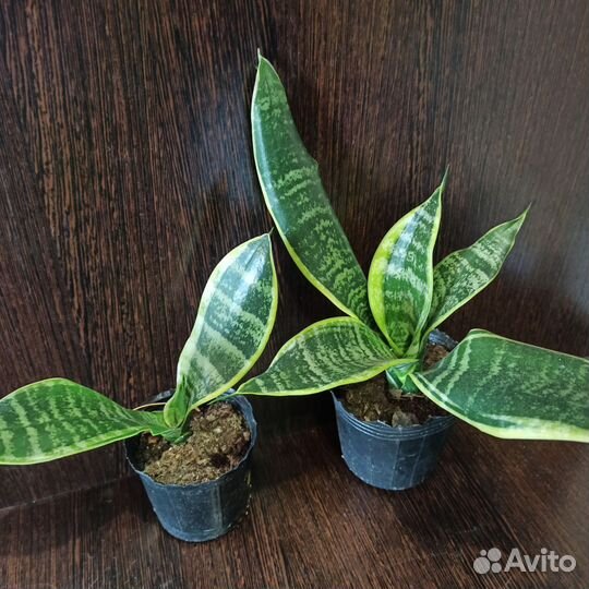 Сансевиерия сортовая