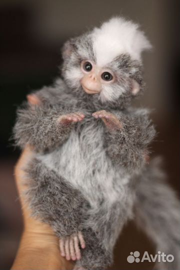 Лемур, ёжик, кролик, обезьянка