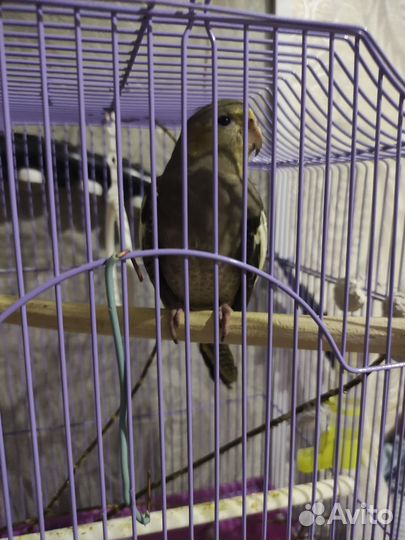 Попугай корелла