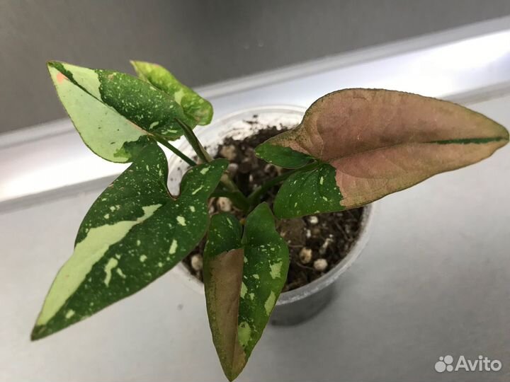 Сингониум, Пинк Спот, Австралия