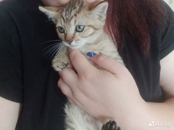 Кошки в добрые руки бесплатно