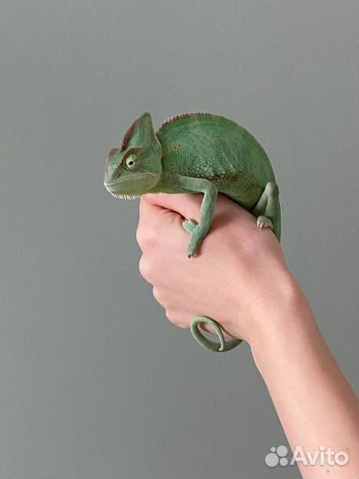 Переноска для рептилий/грызунов