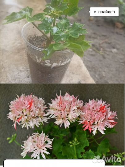 Пеларгония герань сортовая