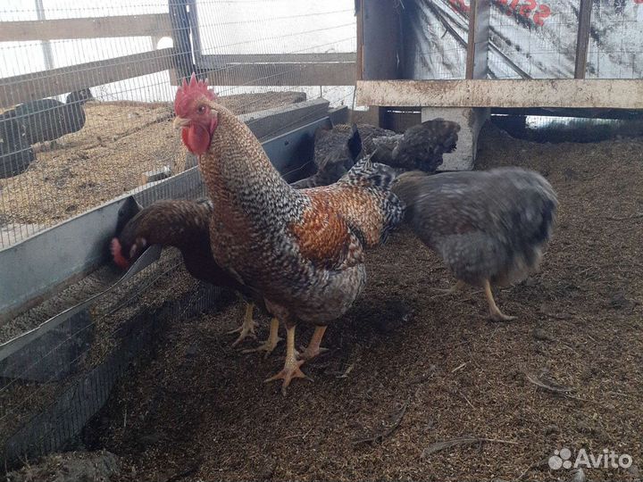 Инкубационное яйцо билифелдеров