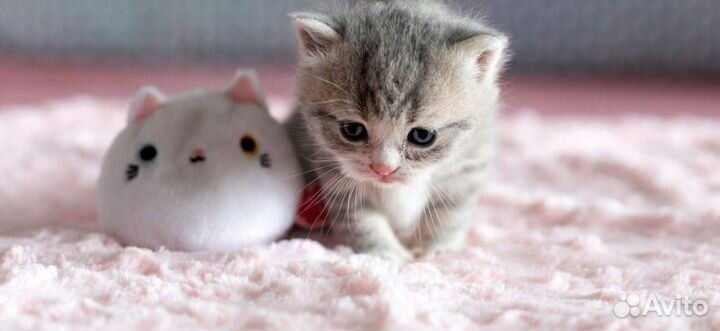Котята