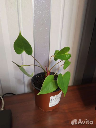 Комнатные цветы антуриум
