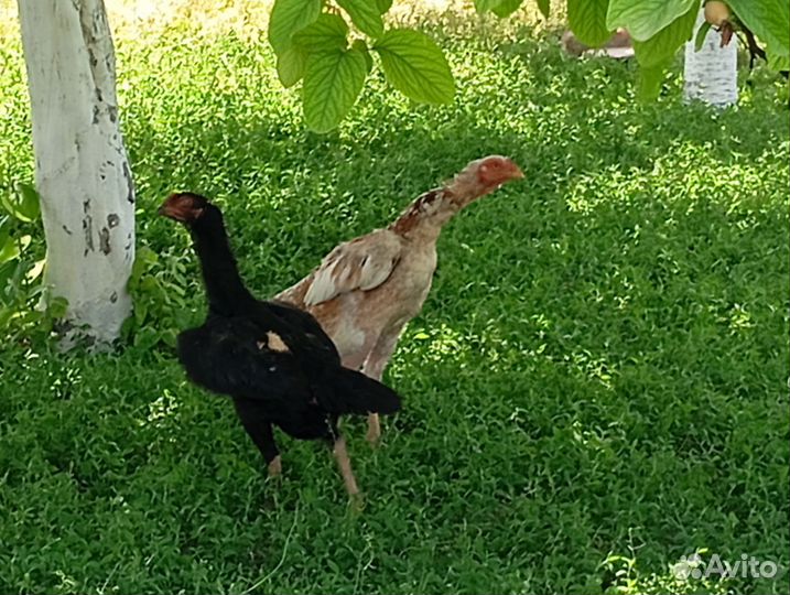 Бойцовые куры