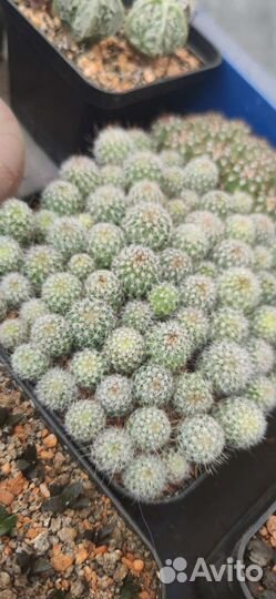 Стенокактус мультикостатус. Семена и растения