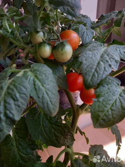 Рассада помидор 