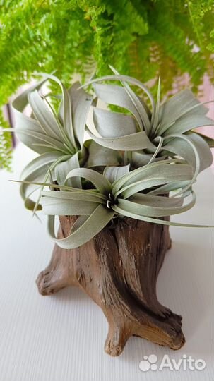 Тилландсии Ксерографика, Сильвер