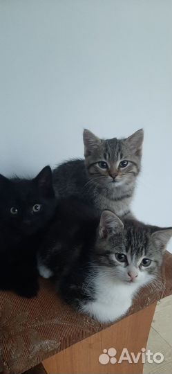 Кошки в добрые руки бесплатно