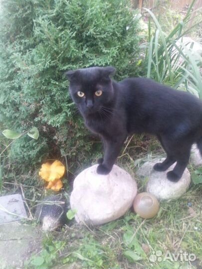 Британский вислоухий кот