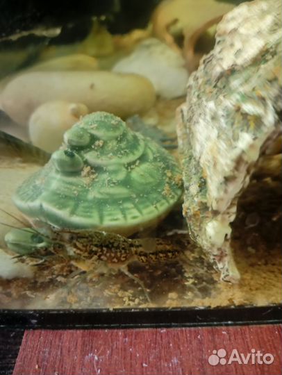 Мраморные раки