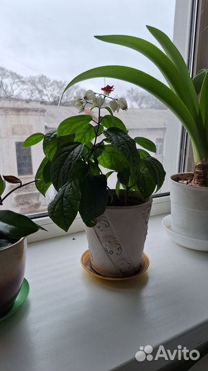 Клеродендрум