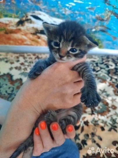 Котенок мальчик ищет дом