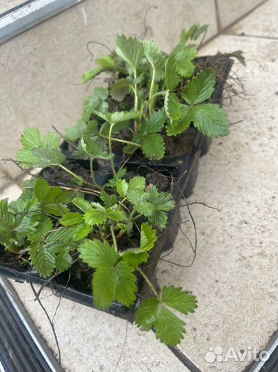 Рассада земляники Александрия