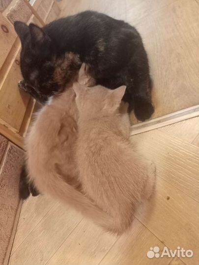 Кошка в дар бесплатно