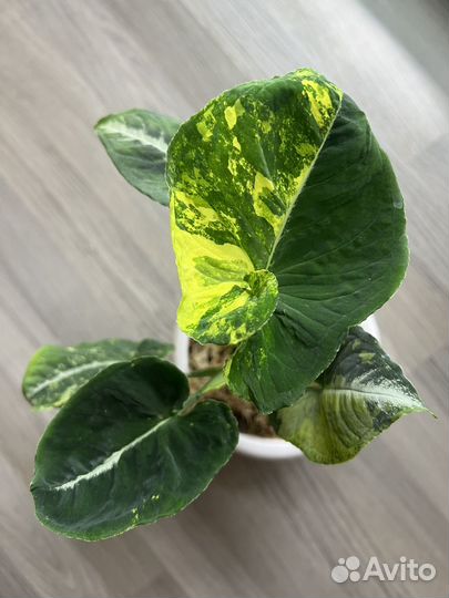 Сингониум- яичница