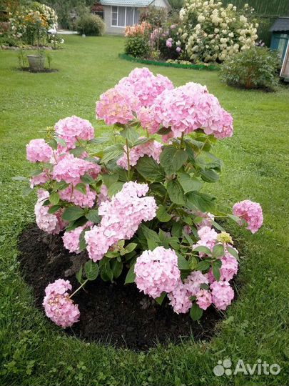 Розовая гортензия крупнолистная
