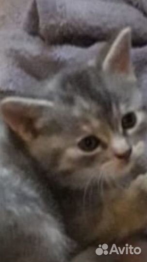 Кошка в дар бесплатно