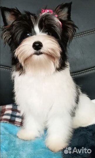 Девочка Елана