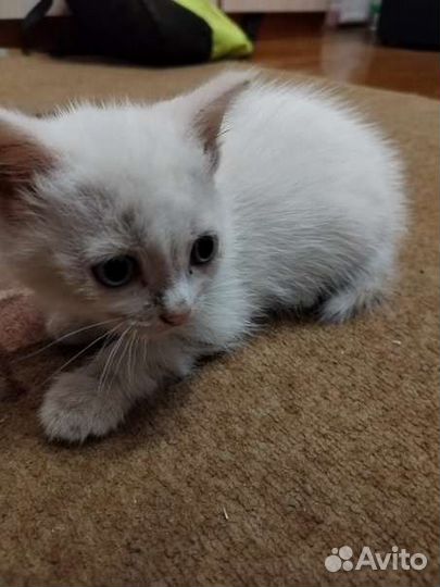 Кошки