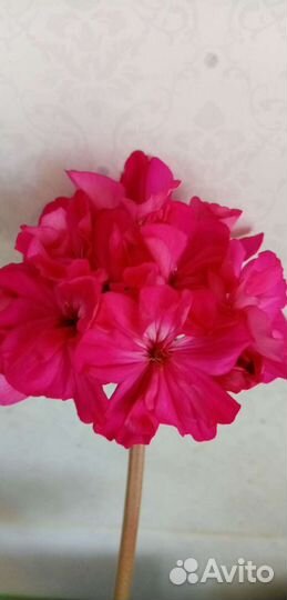 Пеларгония герань