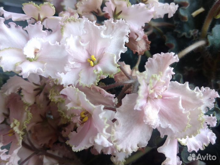 Фиалки сортовые