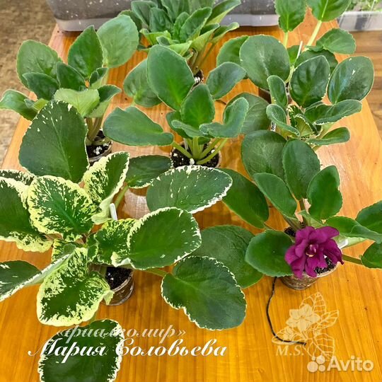 Сортовые фиалки