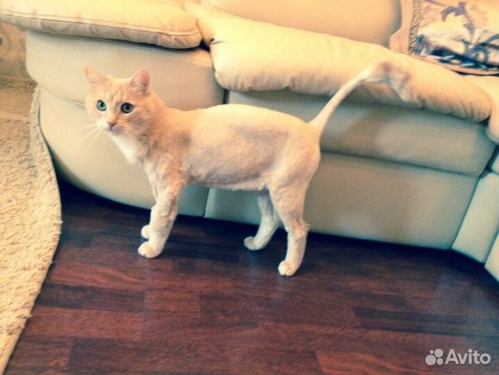 Стрижка кошек и собак. Салон красоты для животных