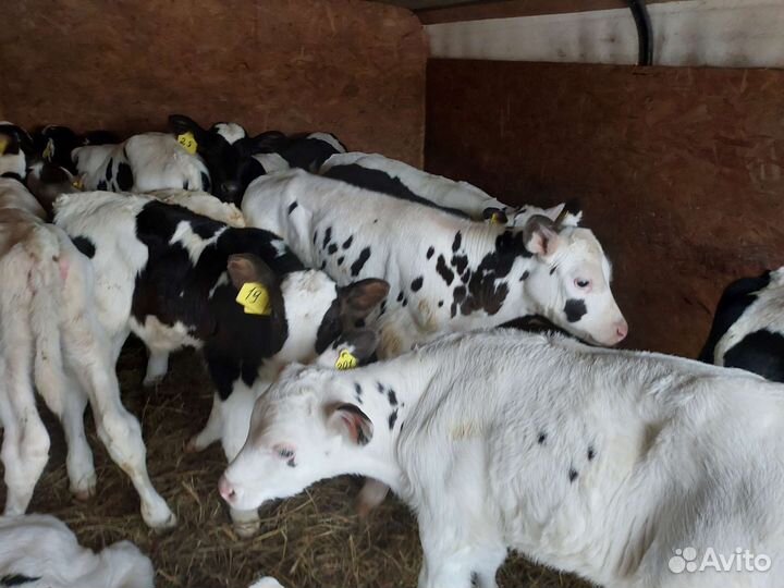 Бычки молодняк