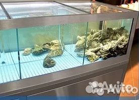 Аквариум для продажи живой рыбы, мидий 200*50*50