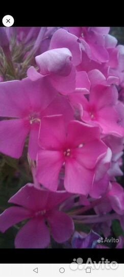 Флоксы многолетние