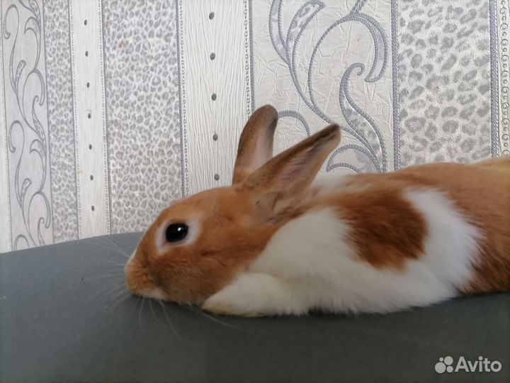 Декоративный кролик для вязки