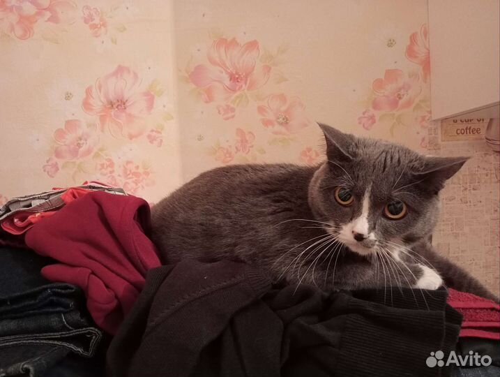 Отдам в добрые руки