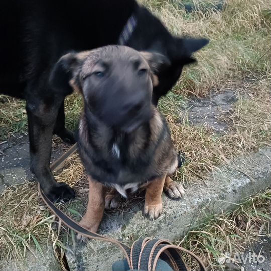 Щенки спаниеля бесплатно