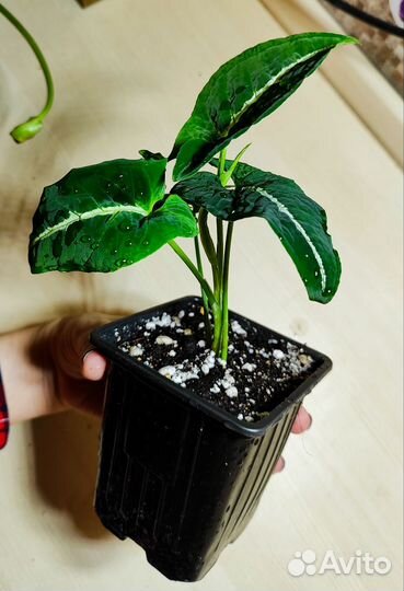 Сингониум Вендланда