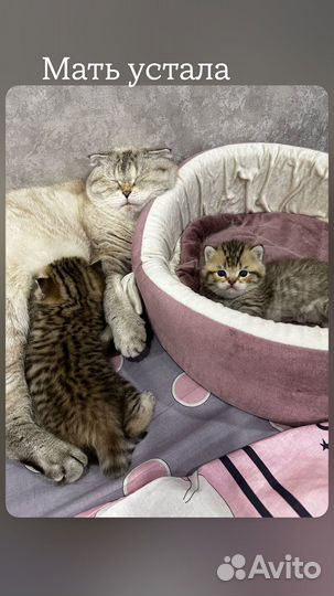 Шотландские котята