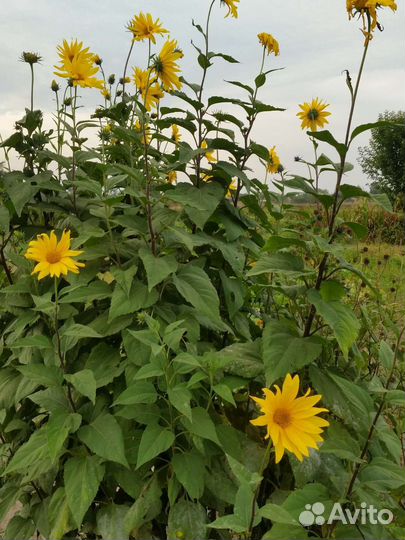 Топинамбур клубни