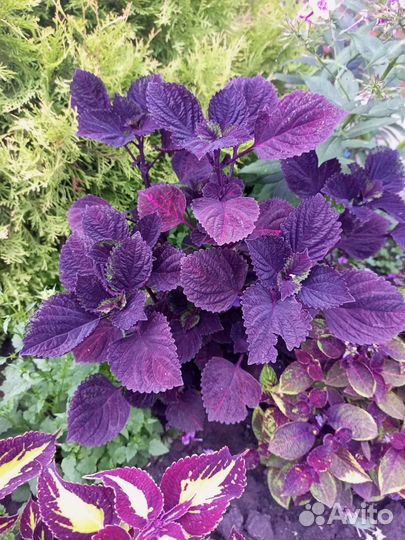 Колеусы сортовые