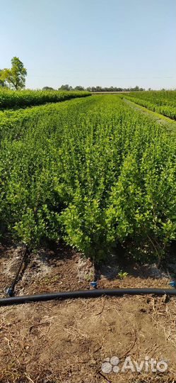 Черная смородина, красная смородина. Крыжовник