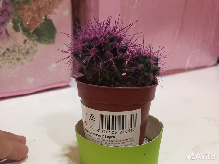 Кактусы,разных цветов