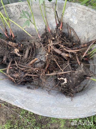 Пионы саженцы корни