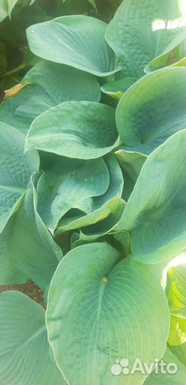 Хоста растение